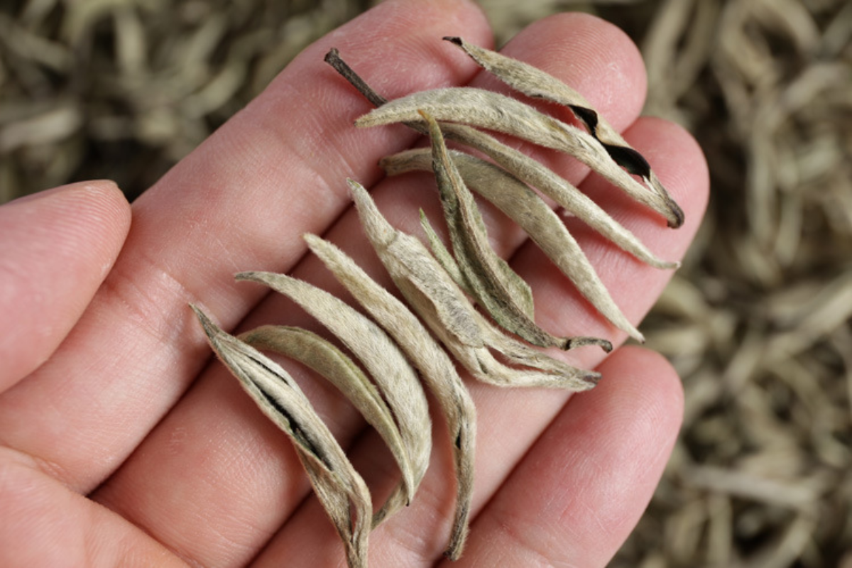 HelloYoung Pu'er raw tea white hair silver needle white hair single bud moonlight white tea