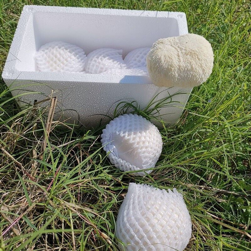 100% Organic Natural Dried Lion's Mane Mushroom  Herbs Healthy Care 500g/1.1LB