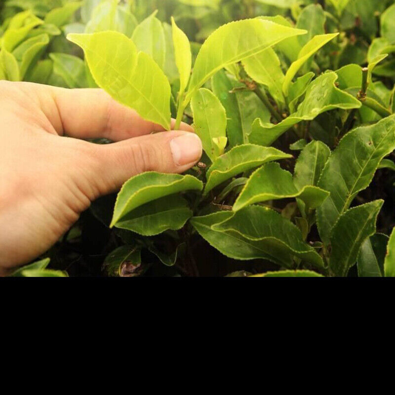 HelloYoung 200g Big Leaf Weight Loss Healthy Drink White Tea Cake Top Yunnan Old White Tea