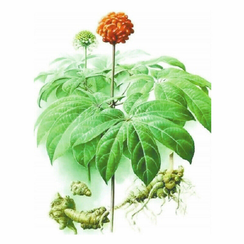 HelloYoung Organic Radix Panax Notoginseng Sanqi Powder Yunnan Pure Natural Herbal Tea 500g