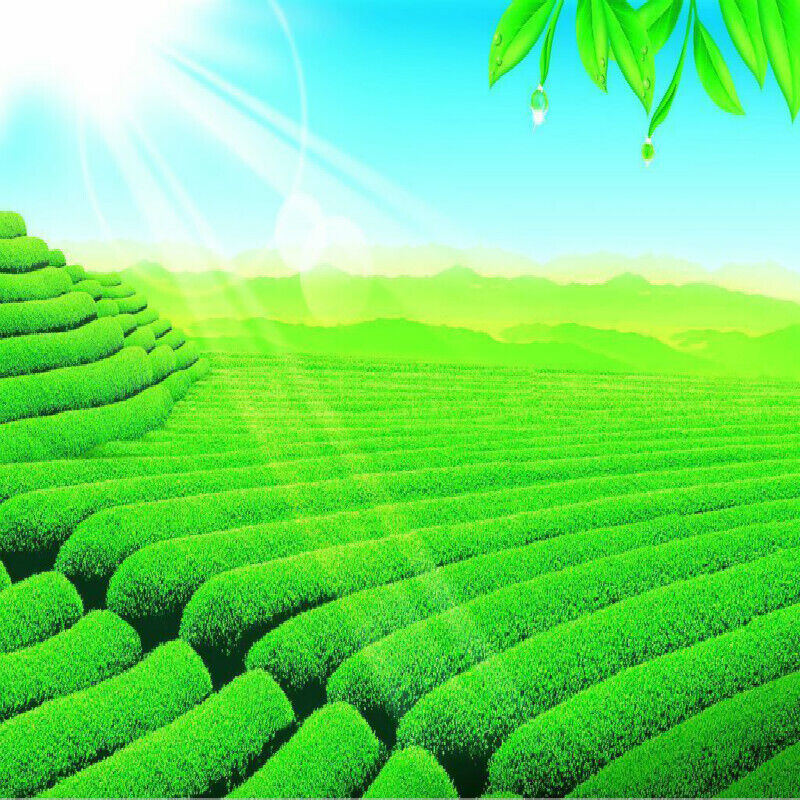 HelloYoung Natural Menghai Big Leaf Pu'er Tea Yunnan Green Tea Pu-Erh Cha Tea Bricks 1000g