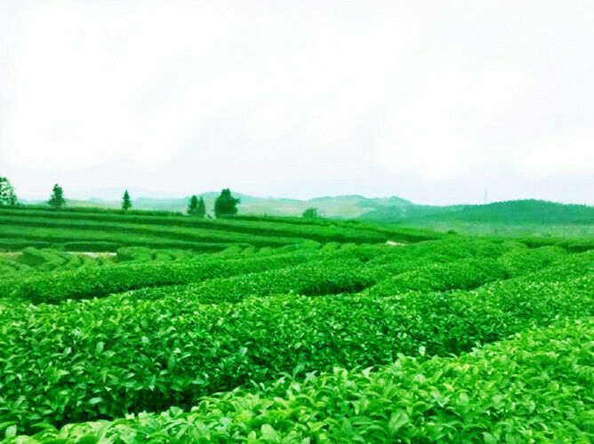 HelloYoung Organic Premium Bai Mu Dan White Poney White Tea Loose Leaf Green Tea Flower Tea