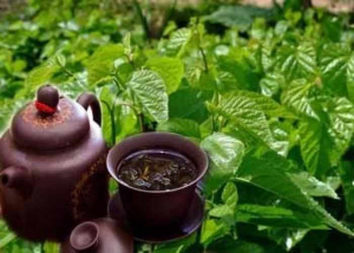 Getrockneter Maulbeerblatt Tee Natürliche Maulbeerblätter Kräuter Detox Tee 50g