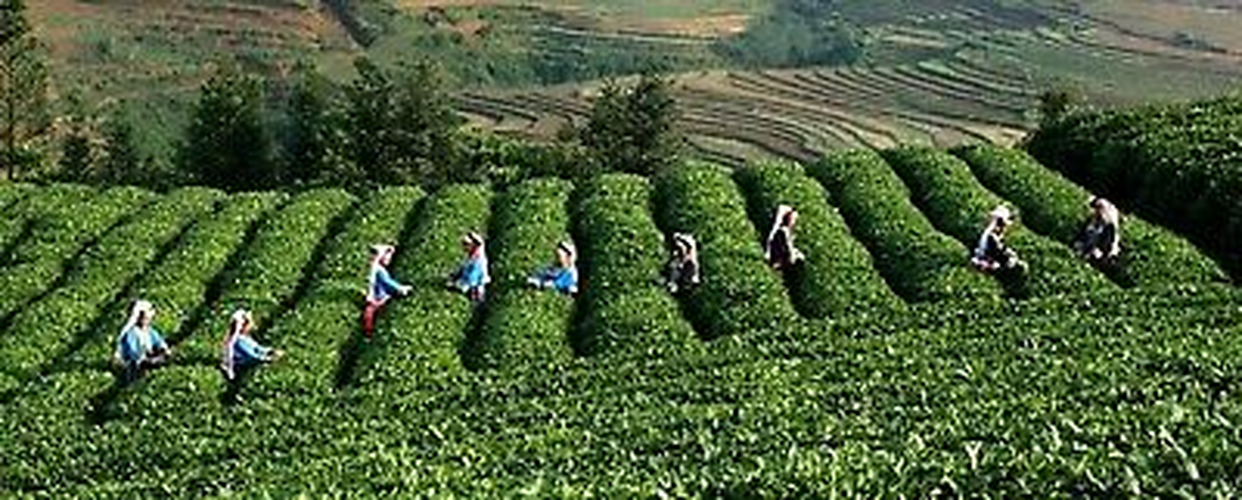 HelloYoung Taiwan High Mountains JinXuan Frangrant GreenTea Tieguanyin TeaChina Oolong Tea