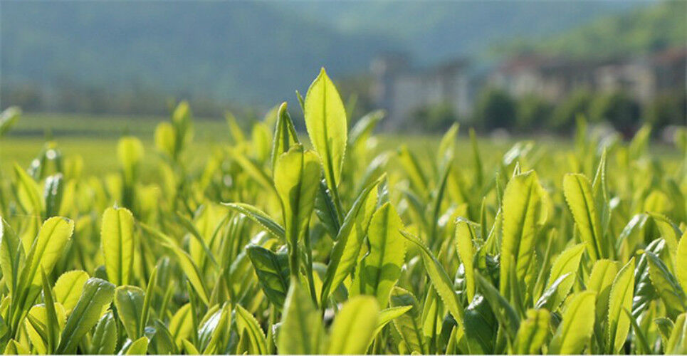 Hohe Qualität Tieguanyin Tee Braten TiKuanYin Oolong Tee Schwarzer Tee 50g Tee 茶