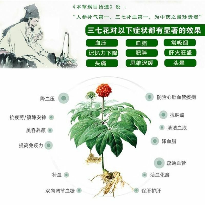 HelloYoung Chinese Ecology Sanqi Herbs Tea Health Care Notoginseng Flower Herbal Tea 250g