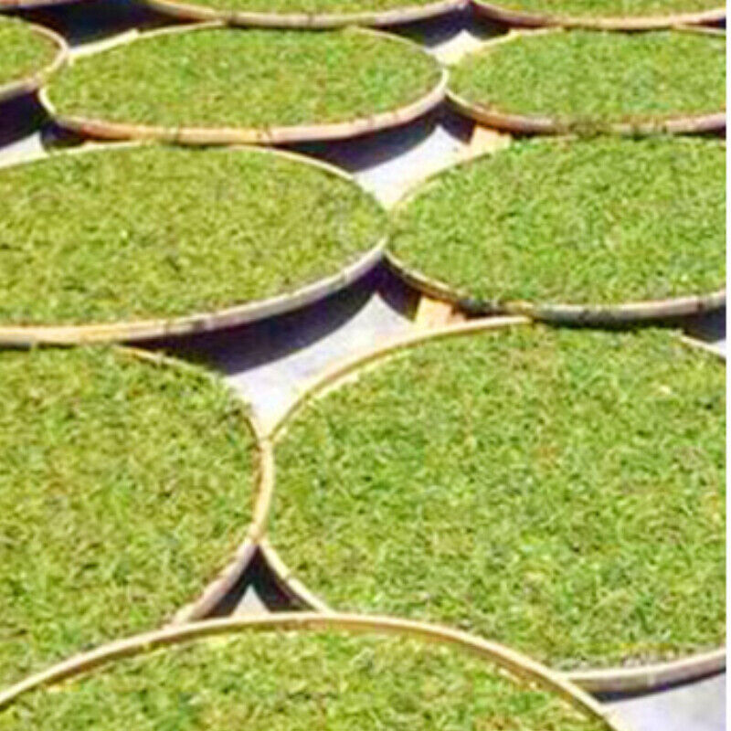 HelloYoung Organic Bulk Old Stem White Tea  Healthy Tea Shou Mei White Tea 500g