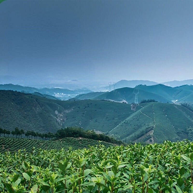HelloYoung White Tea Chinese Spring Aromatic Loose Leaf Green Tea100g Premuim Organic Anji