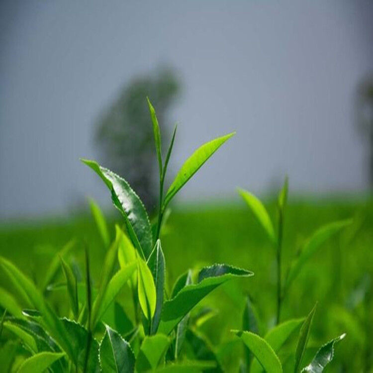 HelloYoung Dong ting Biluochun Top Fragrant Spring Canned green biluochun spring tea 150g