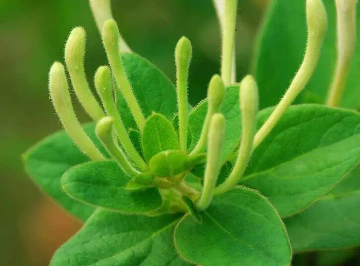 Raw Dried HONEYSUCKLE TEA FLOWERS for Blooming Tea 250g