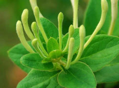 Raw Dried HONEYSUCKLE TEA FLOWERS for Blooming Tea 250g