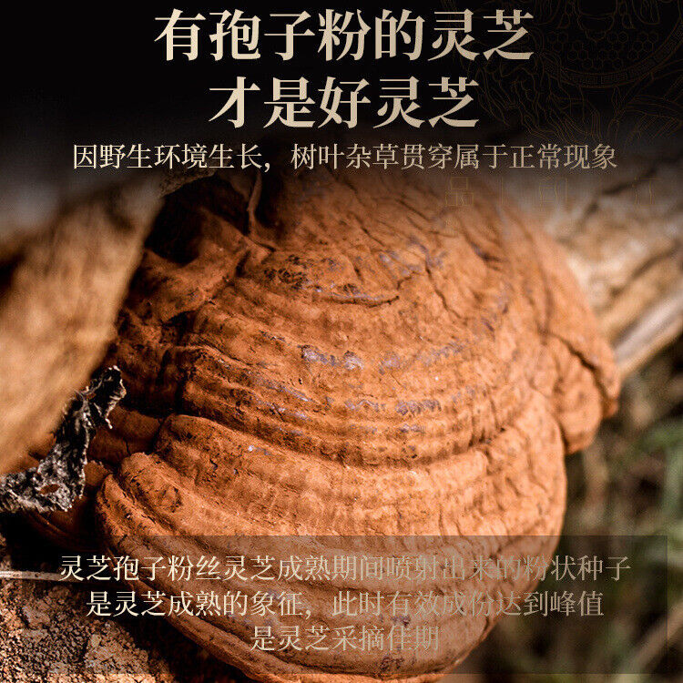 HelloYoung Ganoderma lucidum tablets in tea and soup Changbaishan wildlife infusion tea