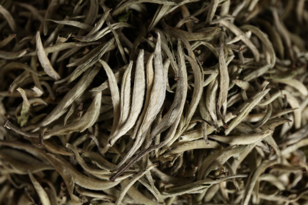 HelloYoung Pu'er raw tea white hair silver needle white hair single bud moonlight white tea