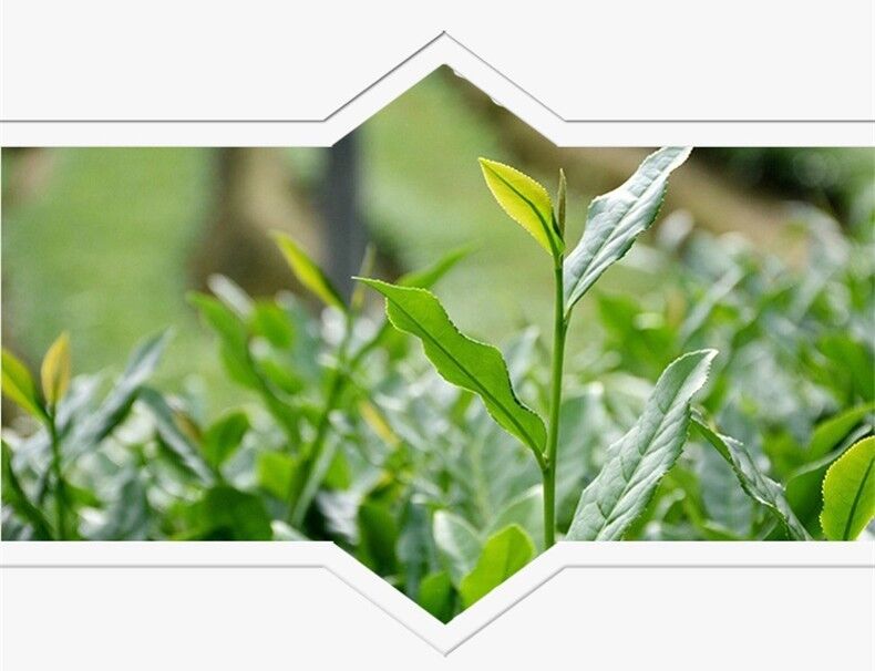 Black Oolong Tea 250g Oil Cut Slimming Tea Black Tea Loose Leaf Healthy Drink