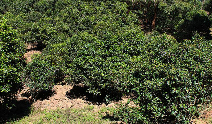 HelloYoung Chinese Natural Handmade Raw Pu-Erh Tea 357g Organic Yunnan Menghai Puer Tea
