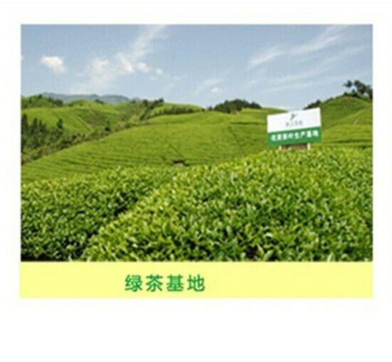 Frischer Biluochun Tee Natürlicher Original Grüner Tee Bio-Kräuter Tee 250g