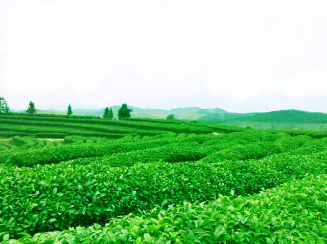 HelloYoung Tieguanyin Roast TiKuanYin Oolong tea Black Tea High Quality Chinese 50g