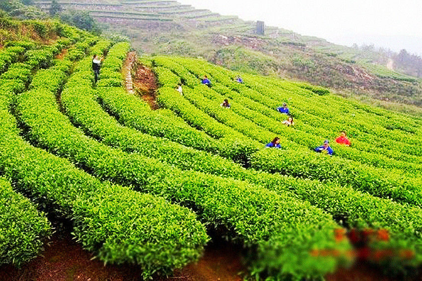 HelloYoung357g Great Original Pu-erh Tea Cooked Tea Cake Ripe Tea Shu Pu'er Tea HelloYoung