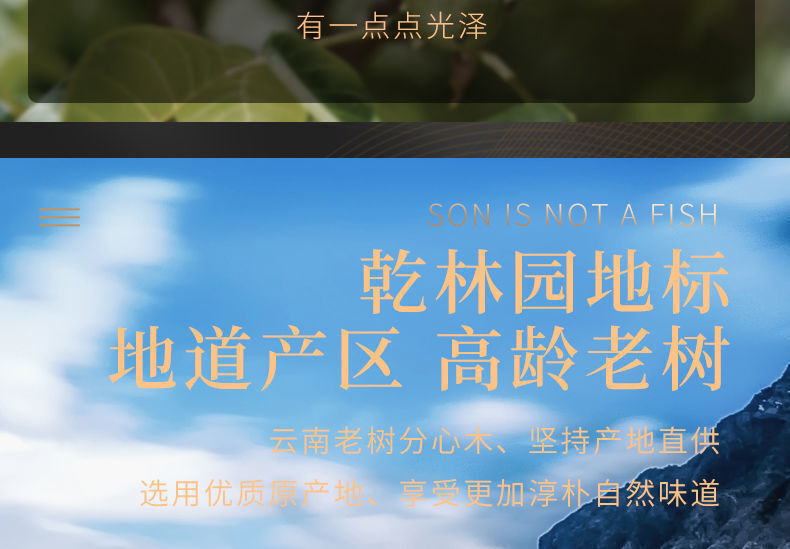 New Walnut Split Wood Chinese Herbal Medicine New Stock Walnut Split Wood