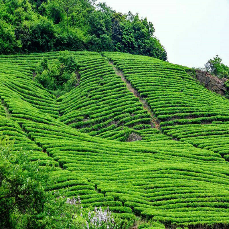 200g  Organic Early Spring KungFu Tea Kunming Crested Dianhong Black Tea