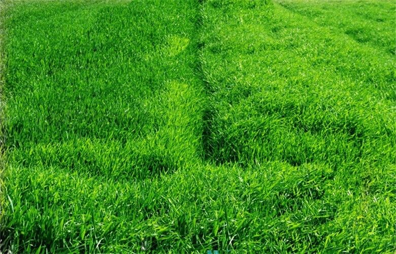 100g Healthy Drink 100% Pure Natural Organic Wheat Seedling Grass Extract Powder