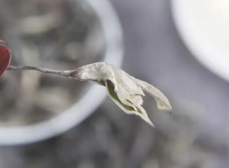 Yunnan Sheng Puerh Loose Tea 500g From Iceland 300 Years Old Tree Raw Puer Tea