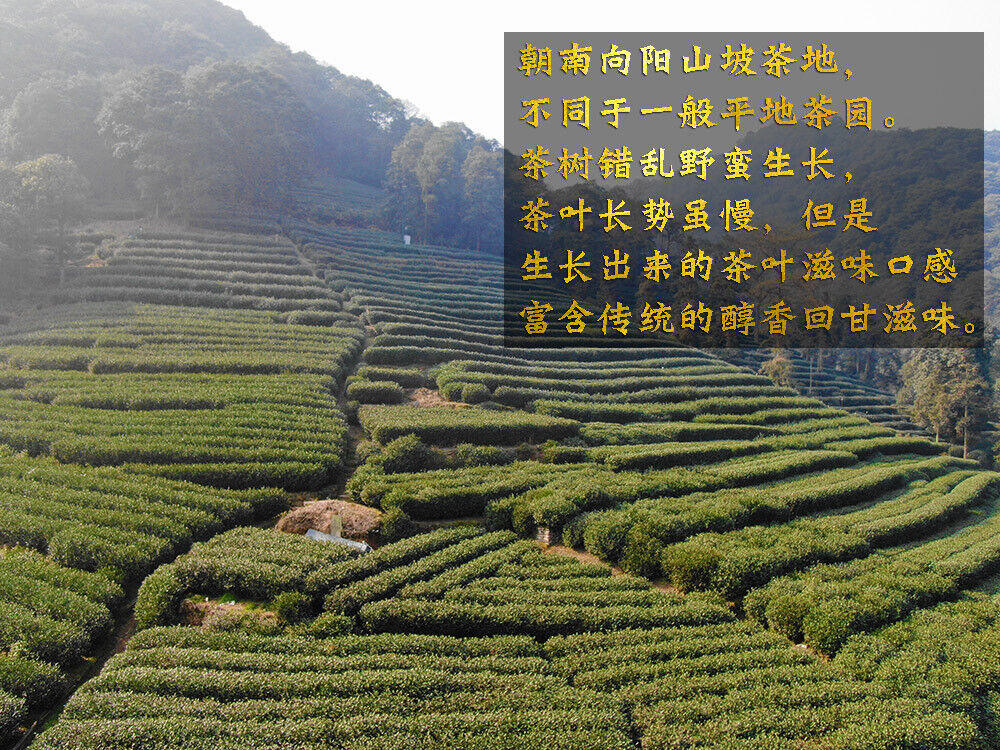 HelloYoung New Tea Longjing Crushed Tea Loose Tea Pieces Green Tea Crushed 500g/1.1lb