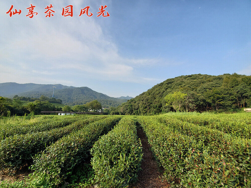 HelloYoung New Tea Longjing Crushed Tea Loose Tea Pieces Green Tea Crushed 500g/1.1lb