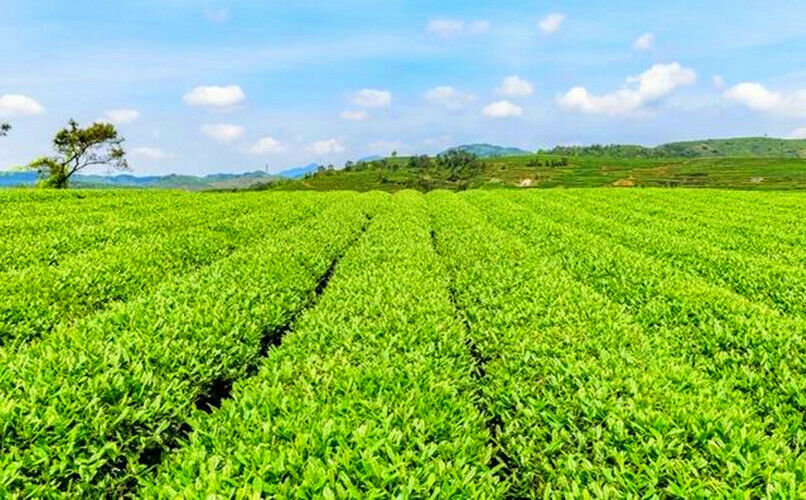 HelloYoung Organic Premium Bai Mu Dan White Poney White Tea Loose Leaf Green Tea Flower Tea