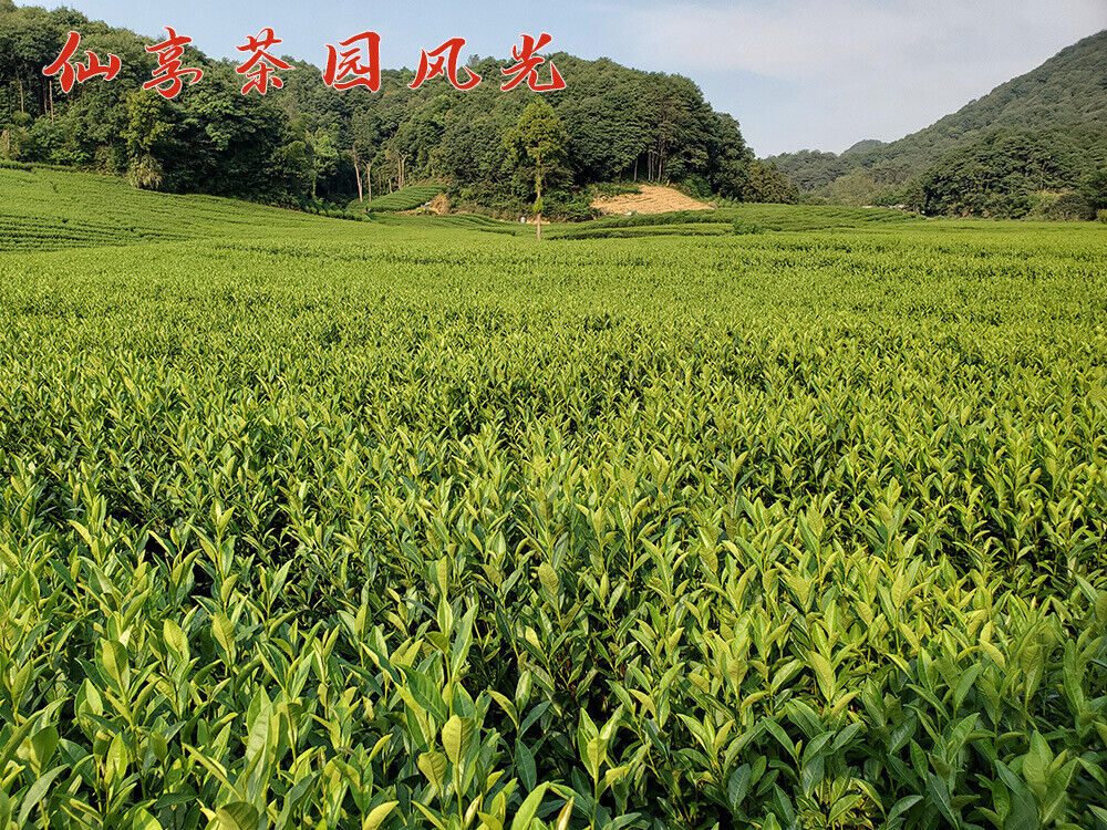 HelloYoung New Tea Longjing Crushed Tea Loose Tea Pieces Green Tea Crushed 500g/1.1lb