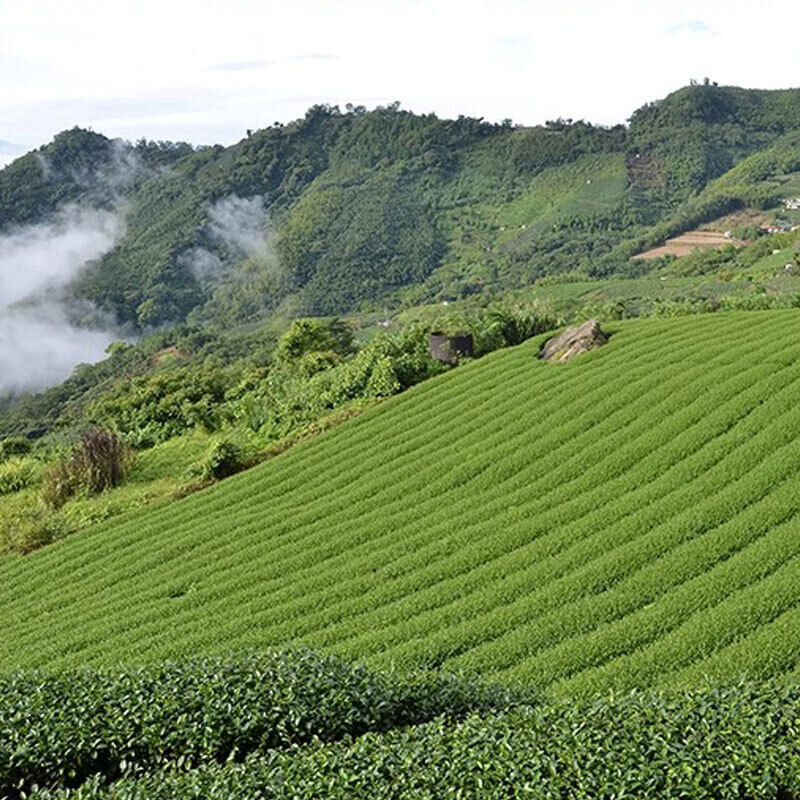 Milk Oolong Tea A Unique High Antioxidant Low Caffeine Tea