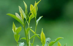 HelloYoung Top Grade 100% JASMINE DRAGON PEARLS TEA Natural Jasmine Flower Green Tea 250g