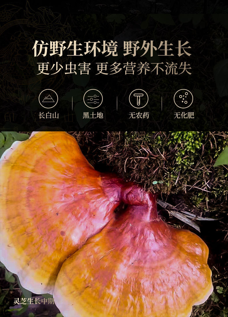 HelloYoung Ganoderma lucidum tablets in tea and soup Changbaishan wildlife infusion tea