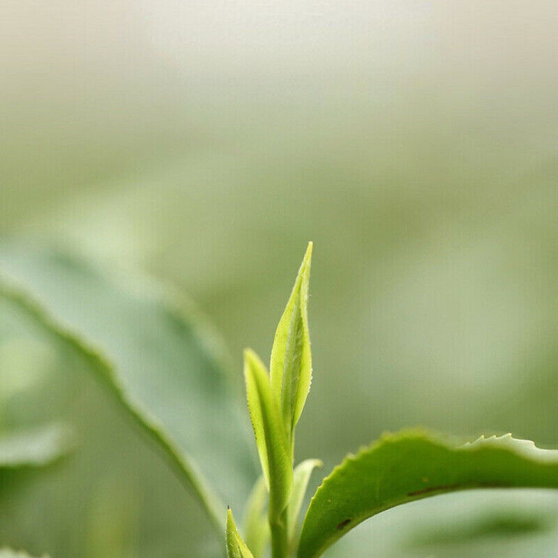 HelloYoung 200g Yu Qian * Chinese Xi Hu Longjing Tea Long Jing Spring Dragon Well Green Tea