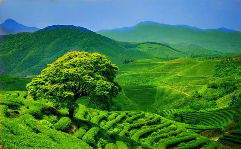 HelloYoung300g Old Fuding white tea cake natural organic Chinese white tea silver needle