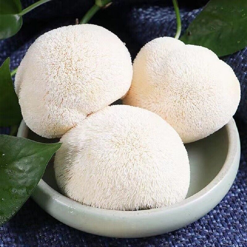 100% Organic Natural Dried Lion's Mane Mushroom Chinese Herbs Healthy Care 500g