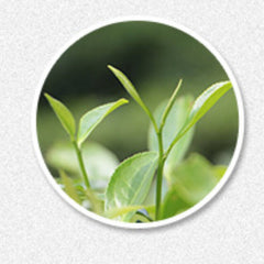 HelloYoung Refreshing Fuding White Tea Jasmine Hand Teared Health Tea White Tea Natural150g