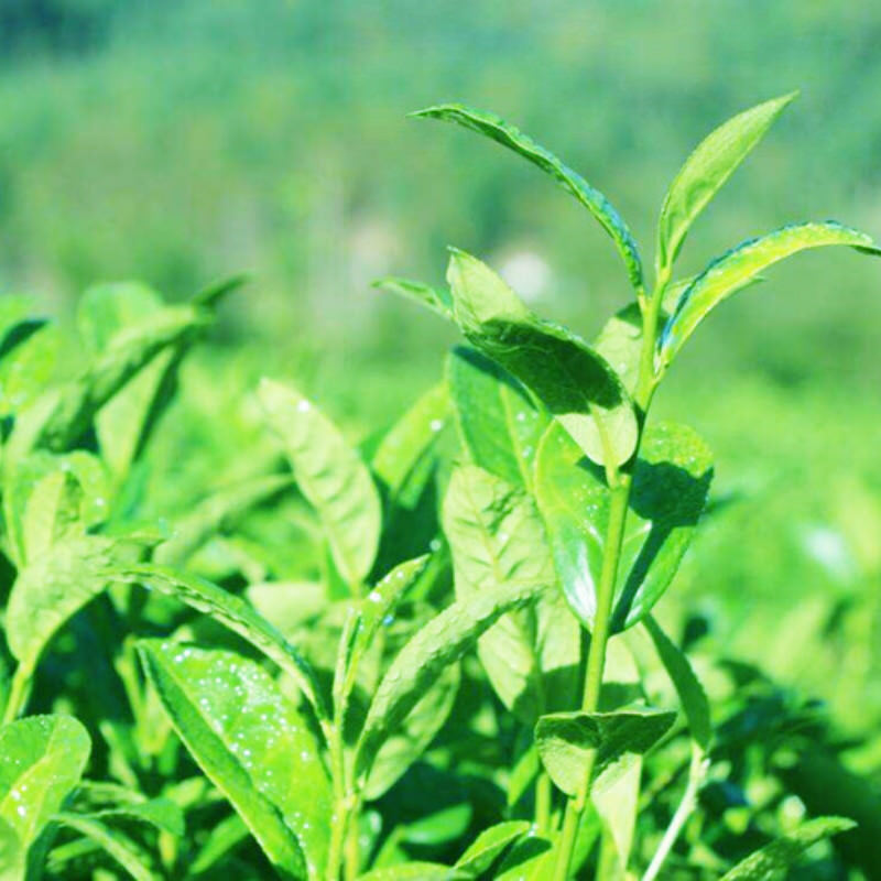 HelloYoung Curled(1 Bud 1 Leaf ) *200 Grams Natural Dian HongHealth Drink Yunnan Black Tea