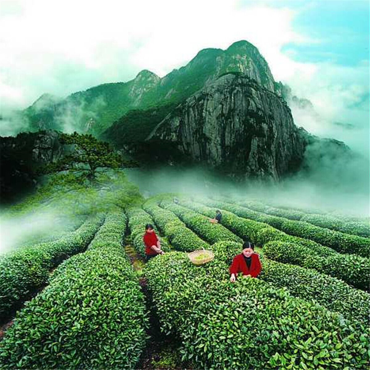 250g/8.8oz Slimming Natural Organic Black Tea Da Hong Pao Tea Dahongpao Tea