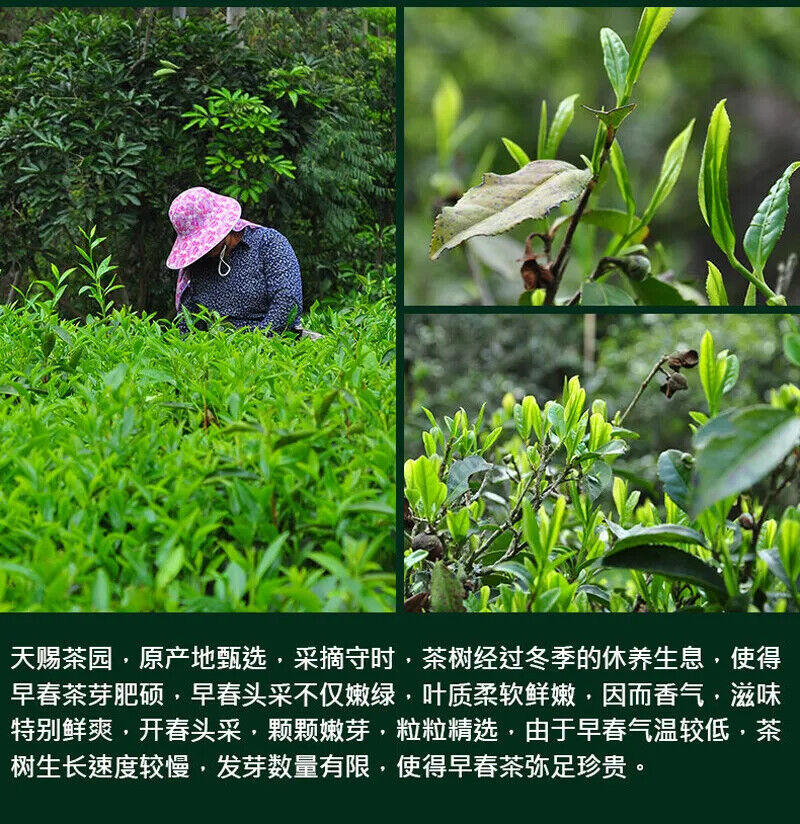 HelloYoung 2023 New Green Tea Early Spring Organic Green Tea China Huangshan Maofeng Tea