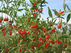 HelloYoungChinese 100g Natural Goji Berry Tea Wolfberry Goji Berries Herbal Tea Green Food Gouqi