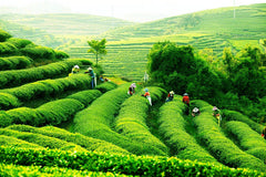 100g (0.22lb) Milk Oolong Tea Green Tea Organic Taiwan High Mountains Jin Xuan Milk Tea