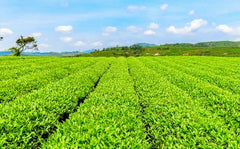 HelloYoung Yunnan Dian Hong Black Tea Cake 200g Fengqing Ancient Tree Black Tea Puer Tea