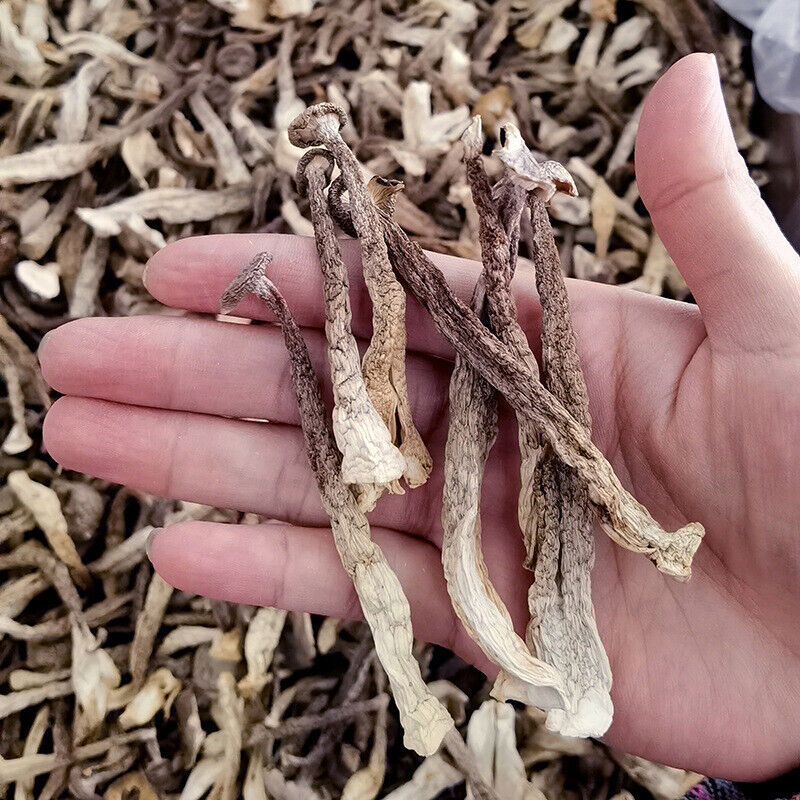 HelloYoung Premuim Dried Velvet Mushroom Antler Mushroom Deep Mountain Edible Fungi 250g