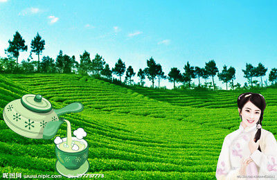 HelloYoung250g Milk Oolong Tea Taiwan jin xuan Tea Oolong Milk Tea Tie guan yin Green Tea (VIP Price now! The price will go up up up!)