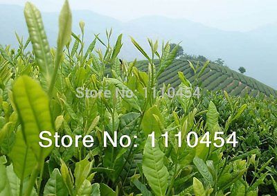 HelloYoung Taiwan High Mountains Jin Xuan Oolong Tea Frangrant Tieguanyin Tea Green Tea