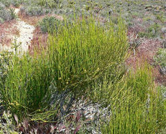 HelloYoung Somlata 250g | Soma | Ephedra Gerardiana | Khanta