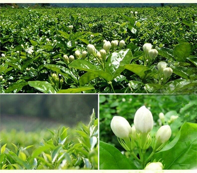 HelloYoung Chinese Tea Green Jasmine Flower Jasmine Flowers Green Tea Jasmine Flurries 50g