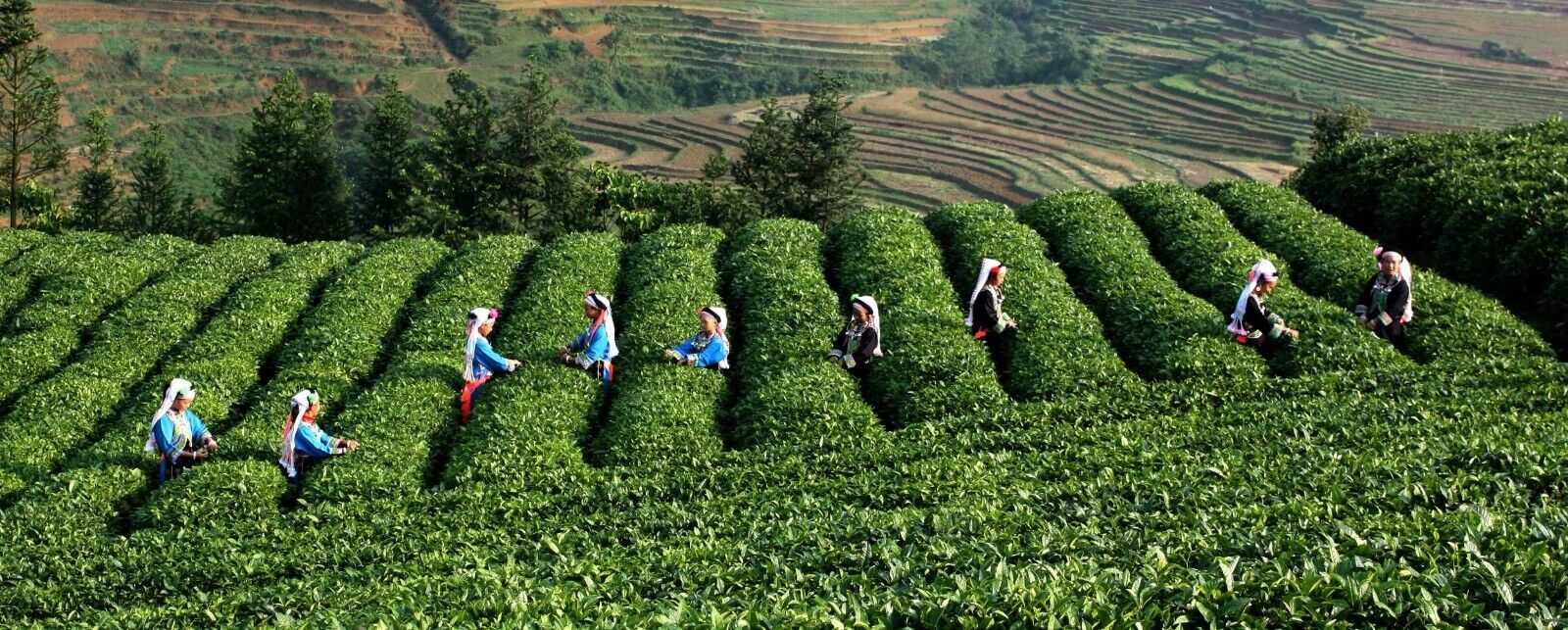 HelloYoung Old Tree Organic Health Chinese Puer Tea Boxed Ripe Pu-erh Loose Black Tea 120g