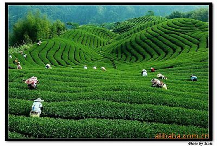HelloYoung Cooked Ripe Tea Black Tea Puer Tea AncientTree Top Grade Yunnan Pu-erh Tea 250g